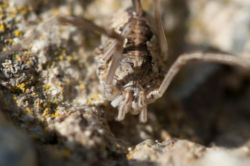 Réf. 228 693 : Phalangiinae inconnu